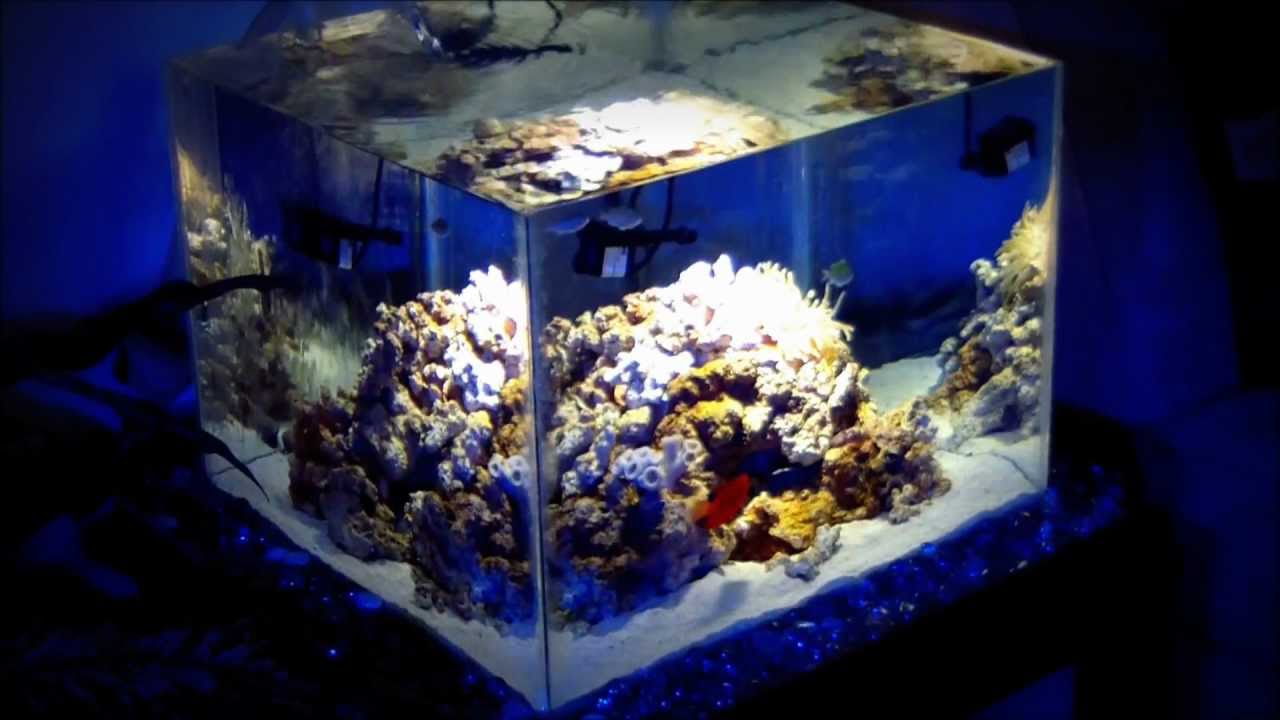 DIY NANO REEF AQUARIUM - YouTube