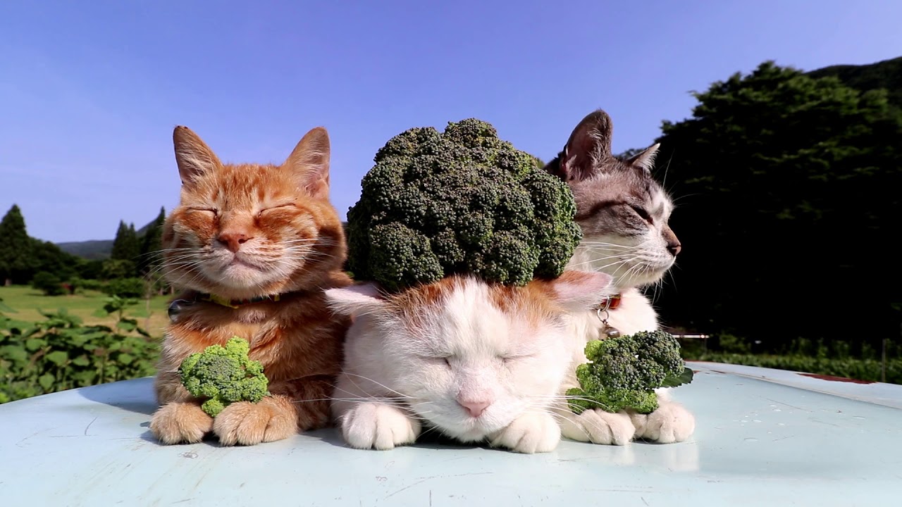 ブロッコリーを載せた３匹の猫 Youtube