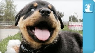 80 Seconds of Ridiculous Rottweiler Puppies