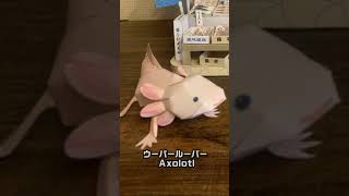 【ペーパークラフト】お魚屋さんの魚を買いに来たウーパールーパー #shorts #YouTubeショート #ウーパールーパー #ペーパークラフト #ドールハウス