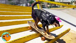 Dog Learns To Ride A Skateboard All By Herself Cuddle Buddies