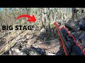 SHOTS FIRED AGAIN!! || Tasmanian Fallow Deer Season || 2nd weekend