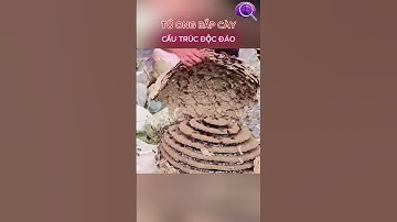 Người Đàn Ông Mạo Hiểm: Lột Trần Tổ Ong Bắp Cày Bên Dòng Suối