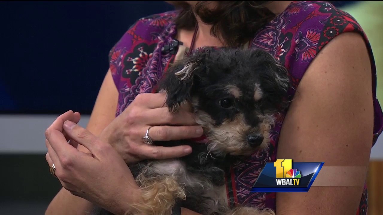 AdoptaPet Black Friday deals YouTube
