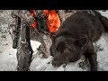 Shade of black  wolf hunting montana