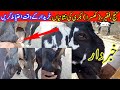 Shemale goats in  punjab  kanj bakri ki pehchan  goat farming business in pakistan bakra farm