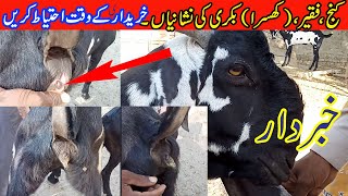 Shemale Goats in  Punjab / Kanj Bakri ki Pehchan / Goat Farming Business in Pakistan /Bakra Farm