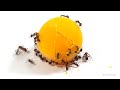 Ants Eating Egg Yolk | Relaxing Music