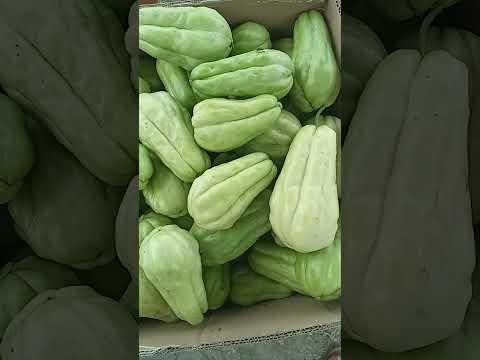 squash/today price ₹ 13