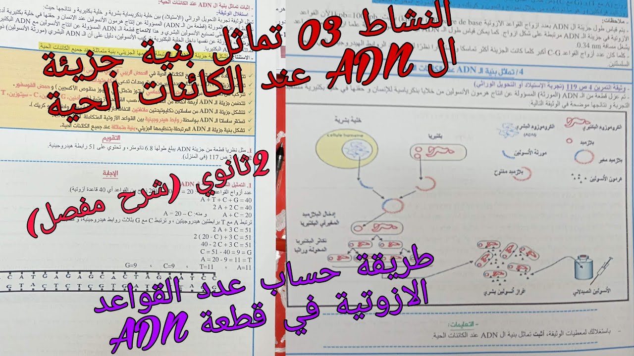 النشاط 03:تماثل بنية الADNعند الكائنات الحية مع طريقة حساب عدد القواعد الازوتية في قطعة ADN