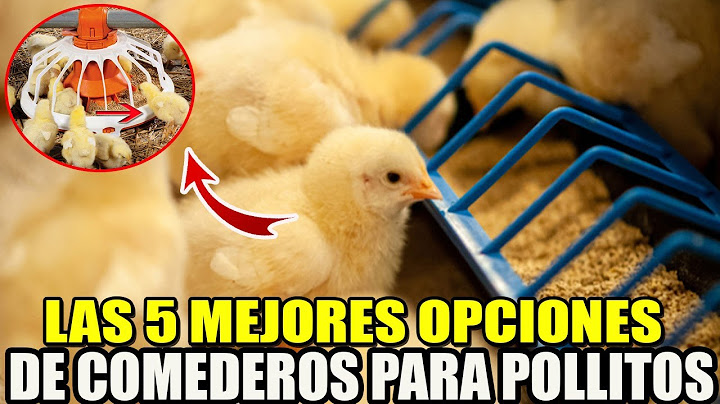 Las 5 mejores opciones de comederos para POLLITOS: una guía de compra completa