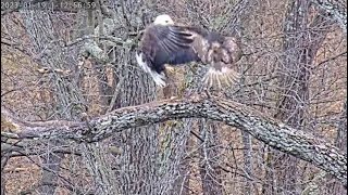 Dulles Greenway Eagle Cam  'An Uninvited Luncheon Guest'