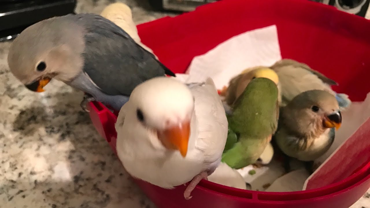 Lovebird babies trying a new treat. YouTube
