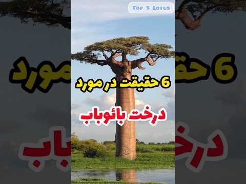 حقایق درخت بائوباب در ماداگاسکار چرا درخت بائوباب افسانه ای است