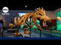 This museum exhibit features Pokémon and real fossils