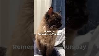 Harley's Adoption Story by Three Chatty Cats 103 views 1 year ago 1 minute, 20 seconds