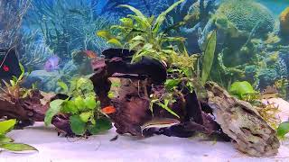 Long overdue update on my 75 gallon tank