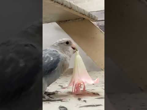 غندورة أليفة Shorts