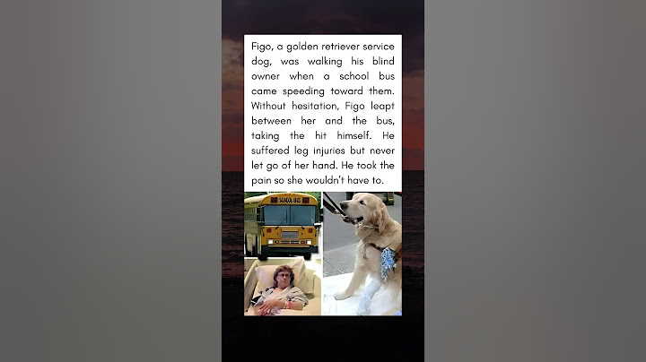 Figo The Guide Dog Who Took a Bus for His Blind Owner 📲 Subscribe now—new stories EVERY day.