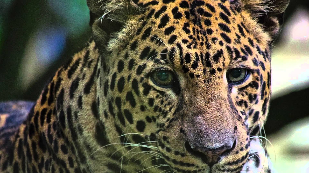 Update Big Cat Rescue - Fundraiser Book