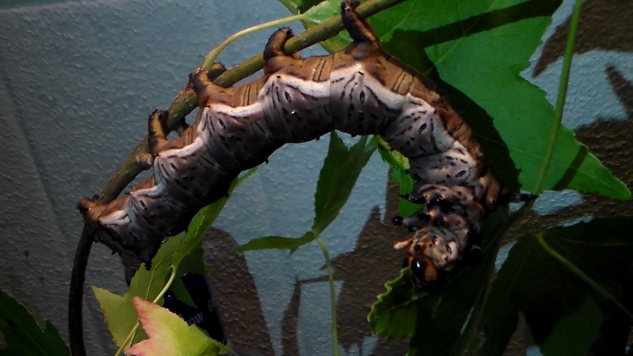 MEXICAN MONSTERS  - XXL Caterpillars (Citheronia azteca)