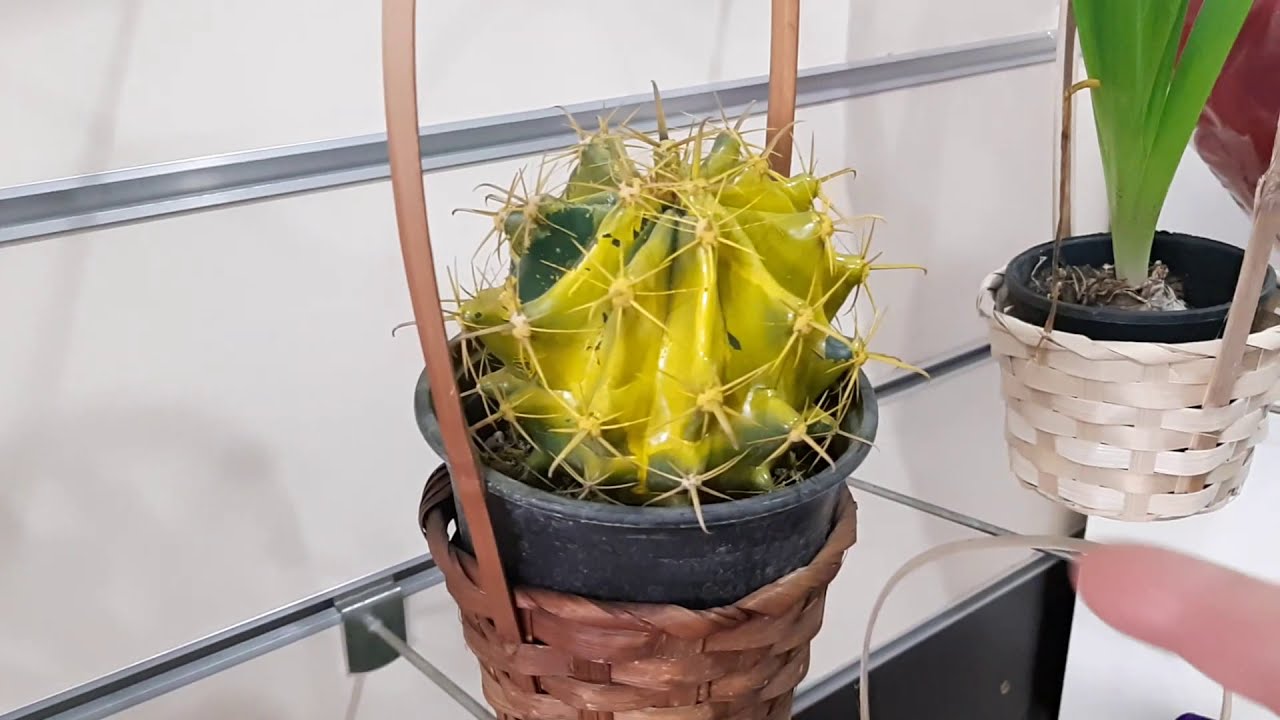 EMOŞ ÇİÇEK ALIŞVERİŞİNDE🌼 / HANGİ ÇİÇEKLERİ ALDIK /  🌸 ÇİÇEK İSİMLERİ