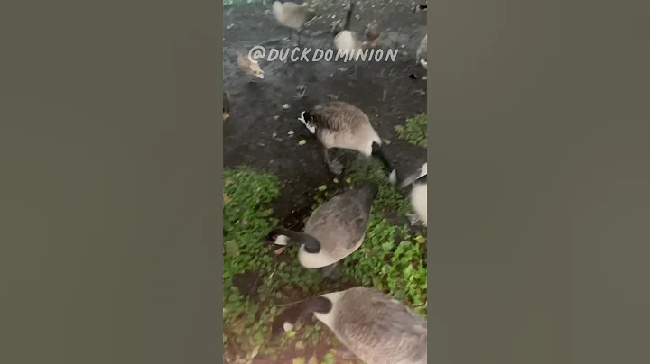 VERY ANGRY GOOSE #shorts