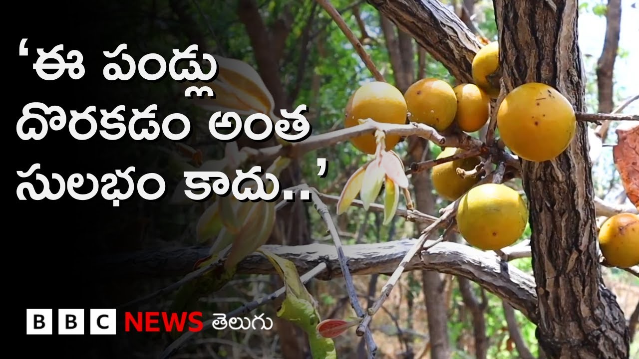 Tendu Fruit: తునికి పండ్లను ఎప్పుడైనా తిన్నారా? Telanganaలోని ఆదివాసీలు ఈ పండు గురించి చెప్పారంటే..