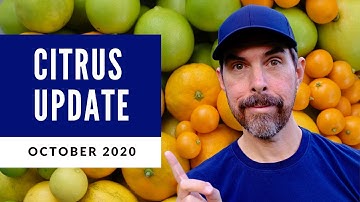 CONTAINER GROWN CITRUS UPDATE | OCTOBER 2020