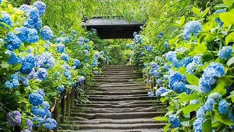 Vườn Hoa Đẹp Mê Hồn Ở Kamakura Nhật Bản | Meigetsuin Temple Beauty | Japan Travel