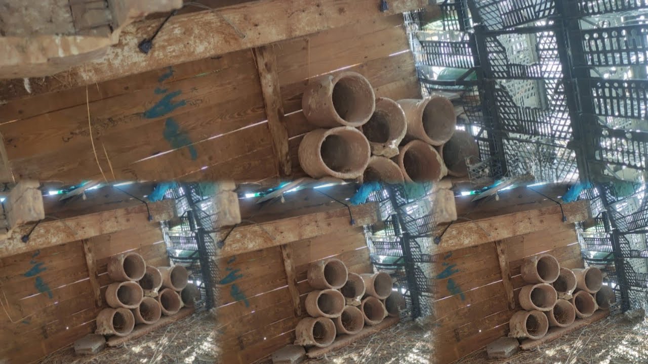 تعبت قوي فى تربيه الحمام ولما جيت انقله طار مني اطريت اعملوا برج تاني صلوا على النبي صلى الله عليه 