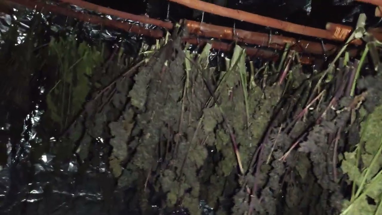 We only watch, not buy and sell. Afghan landrace Culture. 