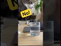 My cat is drinking my water.#shorts #cat
