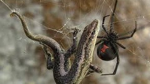 instant Karma Widow Maker strikes back