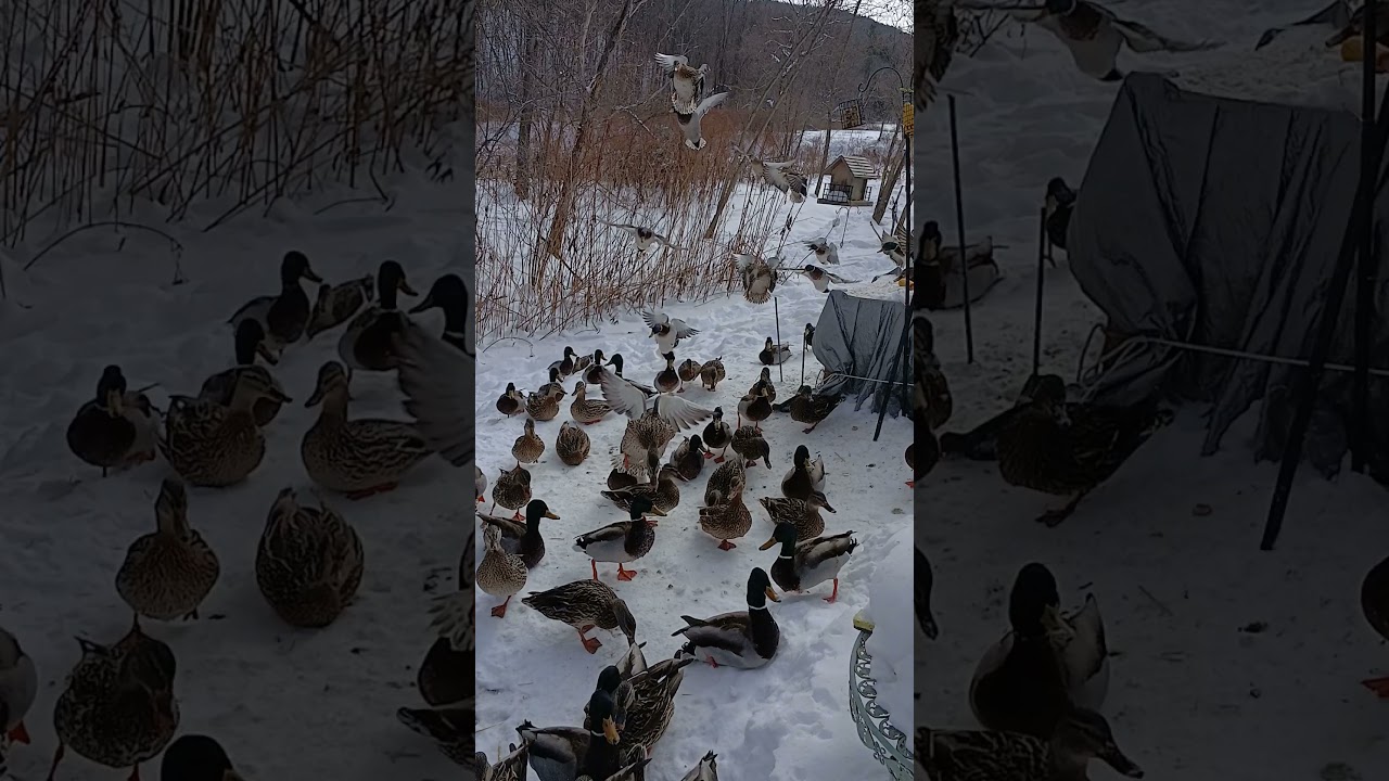 Lunchtime - Jan 31st 2026