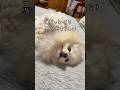エジプトの曲を愛犬に聴かせてみた