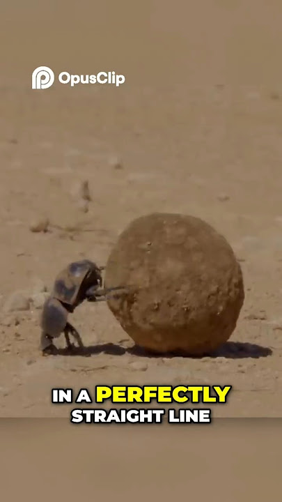 Why Dung Beetles Are Way More Impressive Than You Think