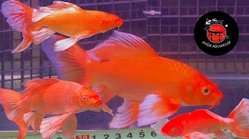 KHOA AQUARIUM | BÁO GIÁ BƯỚM CÁP ĐỎ SIZE 18-20CM VÀ HOA ANH ĐÀO CỰC ĐẸP HIỆN ĐANG CÓ TẠI SHOP
