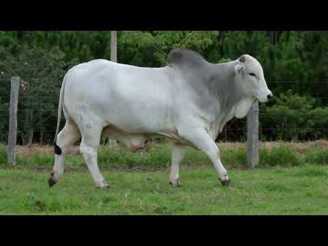 LOTE 07 - NEPO GODZILLA DA HORA