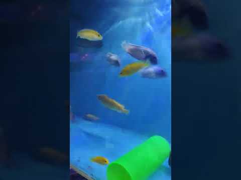 Fish Aquarium Shop