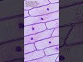 onion cell under microscope #science #microscope #microscopevideo #onion peel cell