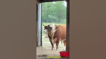 Suara Sapi Lucu Dan Unik II Sapi Lucu #shorts #viral #sapilucu
