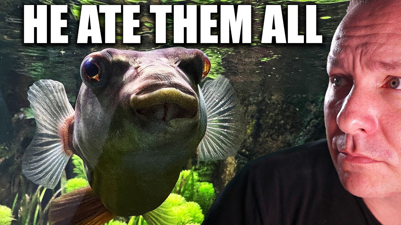 What happened when i added a PREDATOR FISH to my 700 gallon community aquarium – the king of DIY