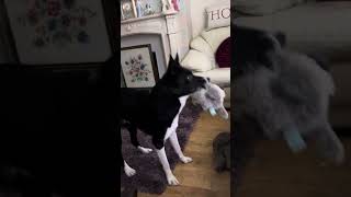Barney the Tv border collie knows this is a tense moment