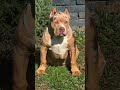Bully Dog Attitude 🔥 | Topline Bully #americanbully #royaldog #bullybreed #viralshort