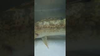 My First Walleye
