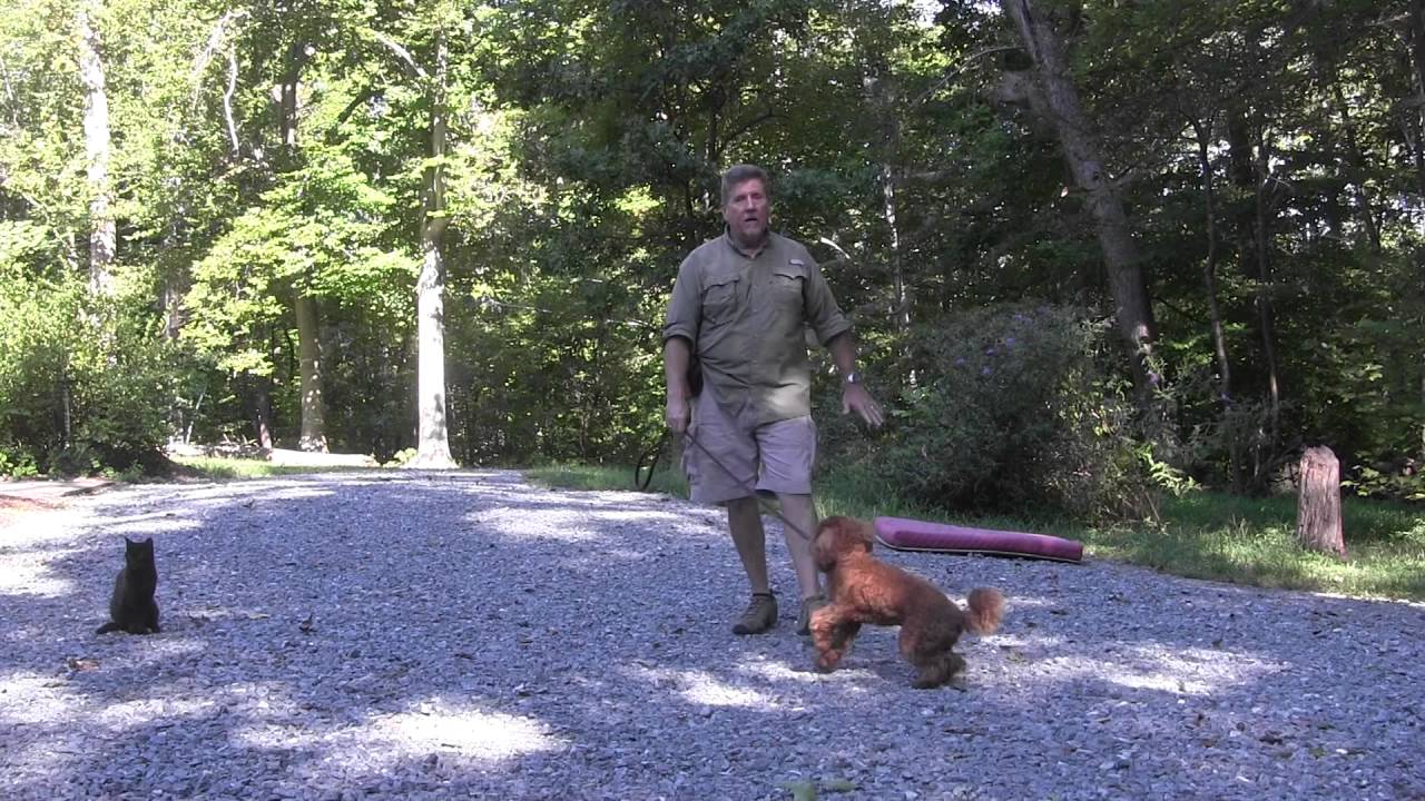 Service Dog Training Greensboro Nc Service Dog Training Greensboro Nc