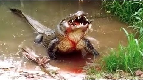 Huge Alligator Crushes Turtle!