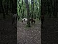 The horse is a noble animal.♥#iran #travel #shorts #shortvideo