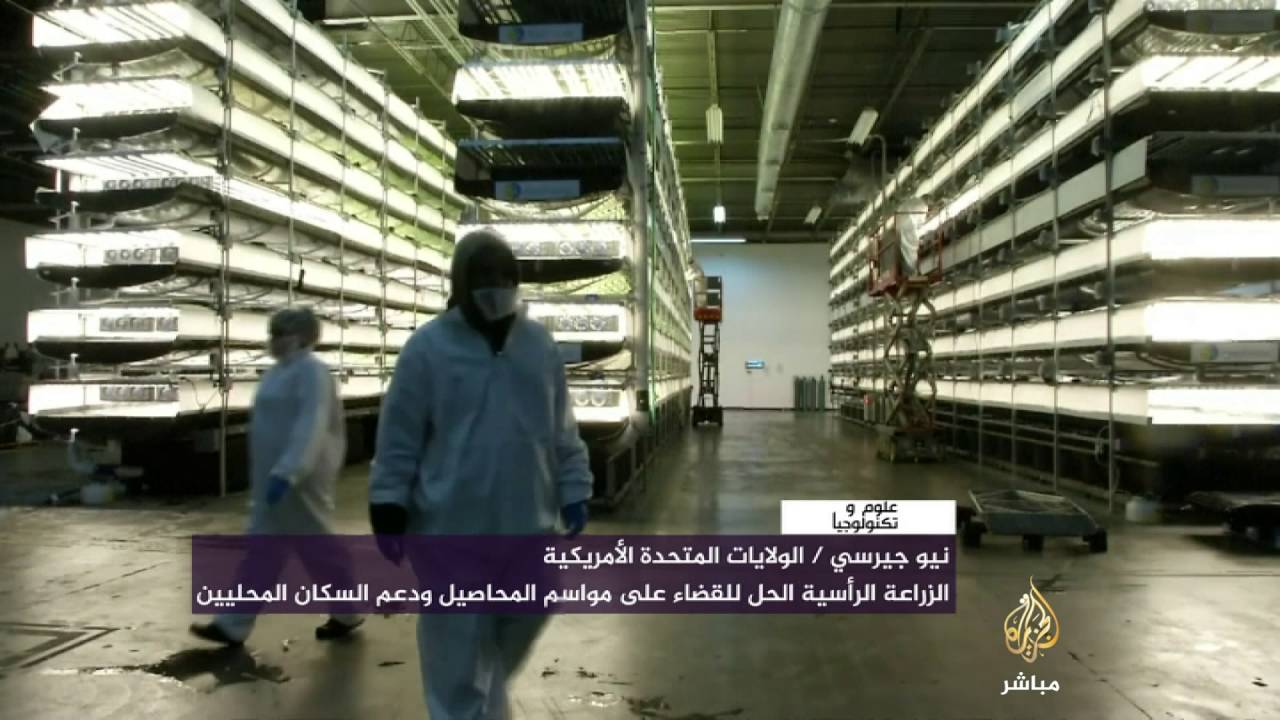 الولايات المتحدة.. تجربة الزراعة الرأسية تقضي على مشكلة مواسم المحاصيل